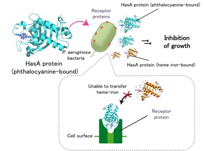 Inhibition of heme iron uptake of P. aeruginosa by phthalocyanine-bound HasA protein. Copyright: Nagoya University