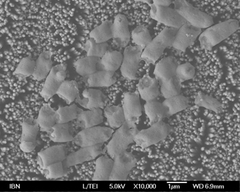 E. coli bacteria destroyed by the anti-bacterial coating made from zinc oxide nanopillars. Photo IBN