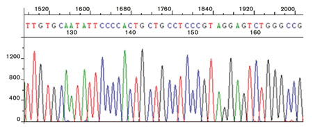 Figure 3: DNA sequencing chromatogram