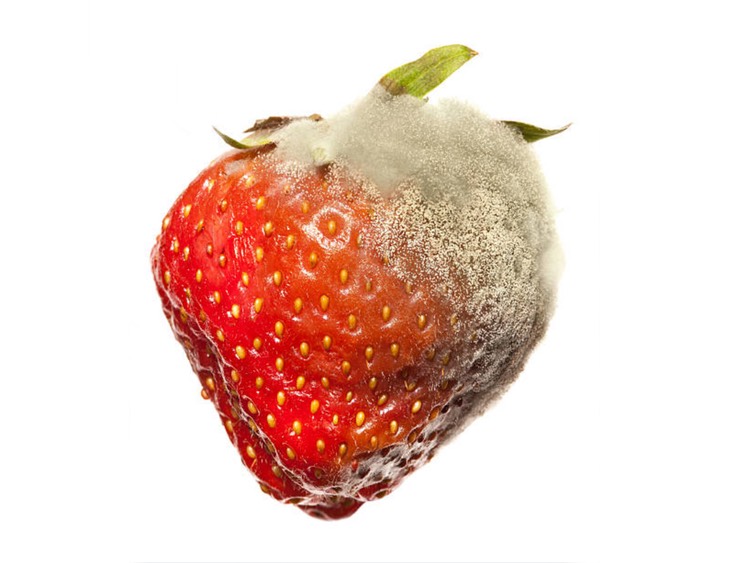 Botrytis cinerea causes the most yield loss in strawberries, grapes and cannabis