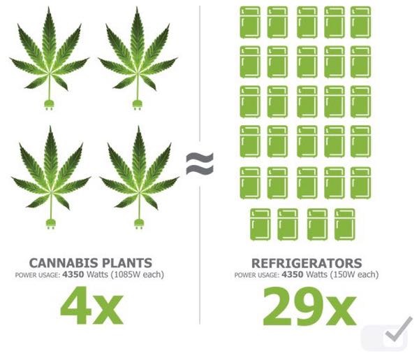 Growing four cannabis plants consumes about 4,350 watts, the same quantity of electricity as 29 refrigerators