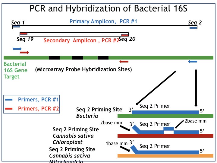 Figure 1: PCR and hyridisation of bacterial 16S