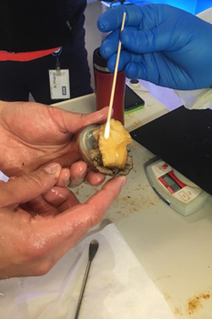 Samples were taken from white abalone at the rearing facility at National Oceanic and Atmospheric Administration (NOAA)’s Southwest Fisheries Science Center.