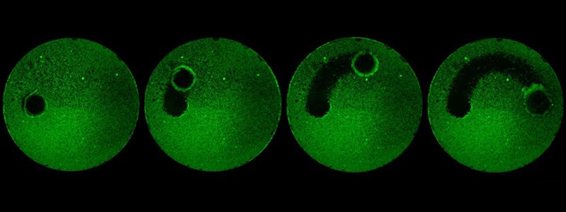 Microrobots clear a glass plate of a biofilm in this time-lapse image<br>Credit: Geelsu Hwang and Edward Steager/University of Pennsylvania