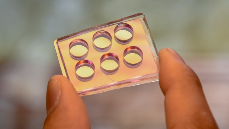 The nanomushroom chip used to grow bacterial colonies for testing. Image credit OIST
