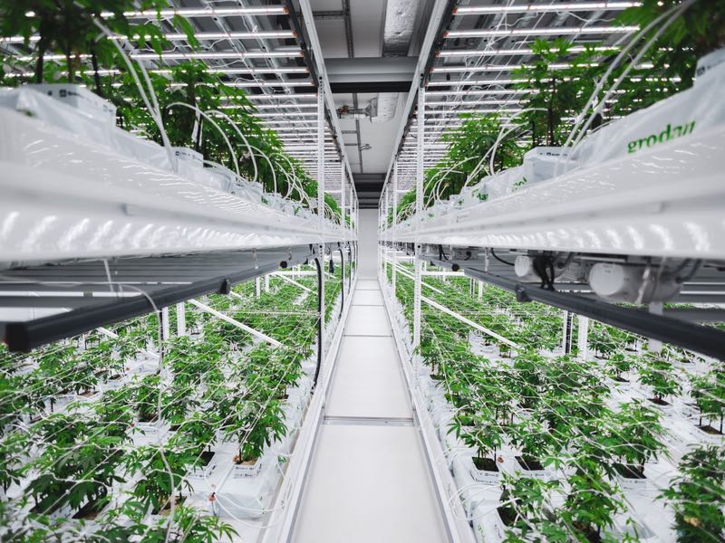 SKAN completes cannabis containment order