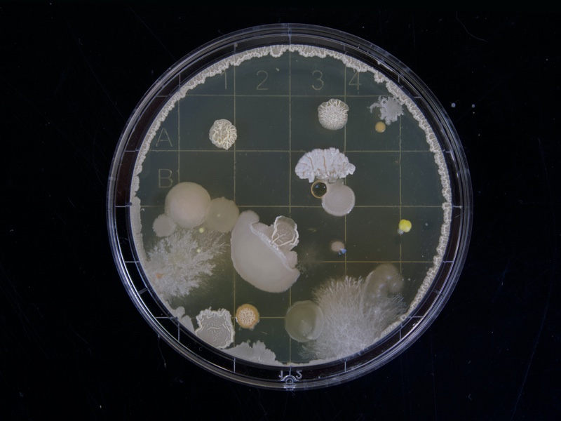 Charles River Laboratories launches next-gen bacterial and fungal sequencing services