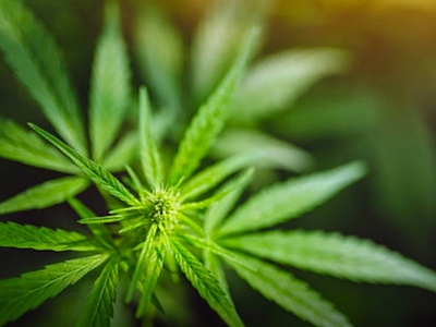 EVIO acquires licenced California cannabis testing laboratory