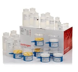 Faster route to endotoxin-free plasmid