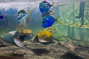 Hach Lange ensures water quality at Brighton Sea Life Centre
