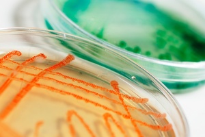 Identification methods for bacterial isolates
