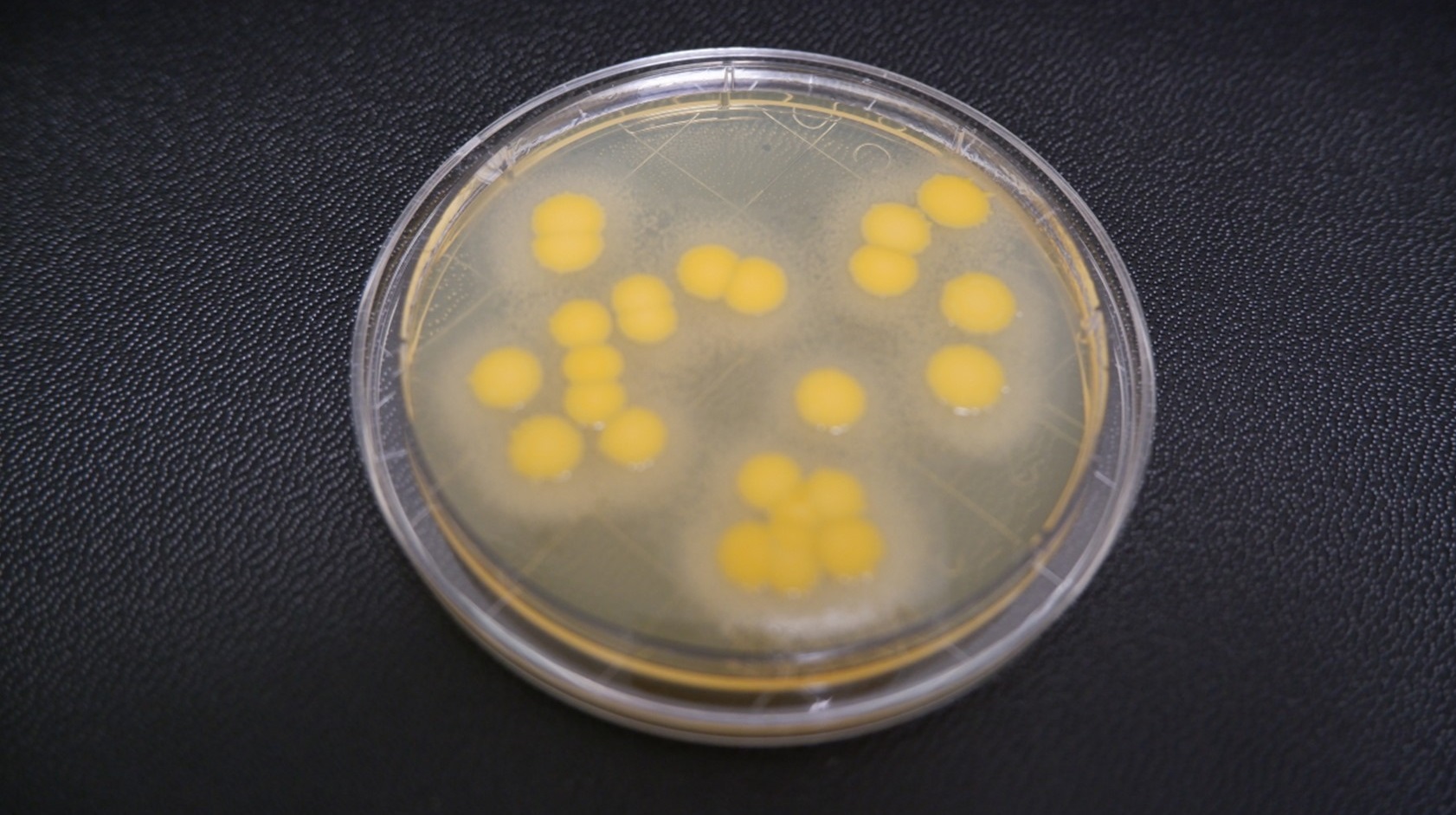 Figure 2b Incubating plates - staph aureus TSA L + T 5 days