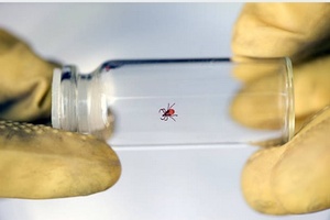 Industry guidance issued on working safely with arthropods and GM insects 