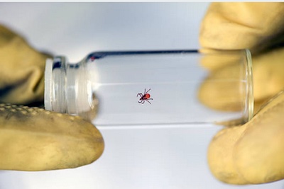 Industry guidance issued on working safely with arthropods and GM insects 