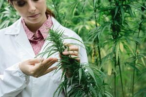 Medicinal cannabis: Primed to grow