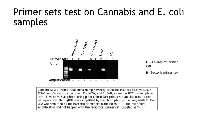 Figure 2: Primer sets test on Cannabis and <i>E.coli </i>samples