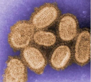 Molecular mechanisms of bird flu identified