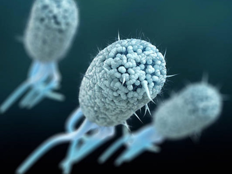 New rapid tests for E.coli detection hit the market