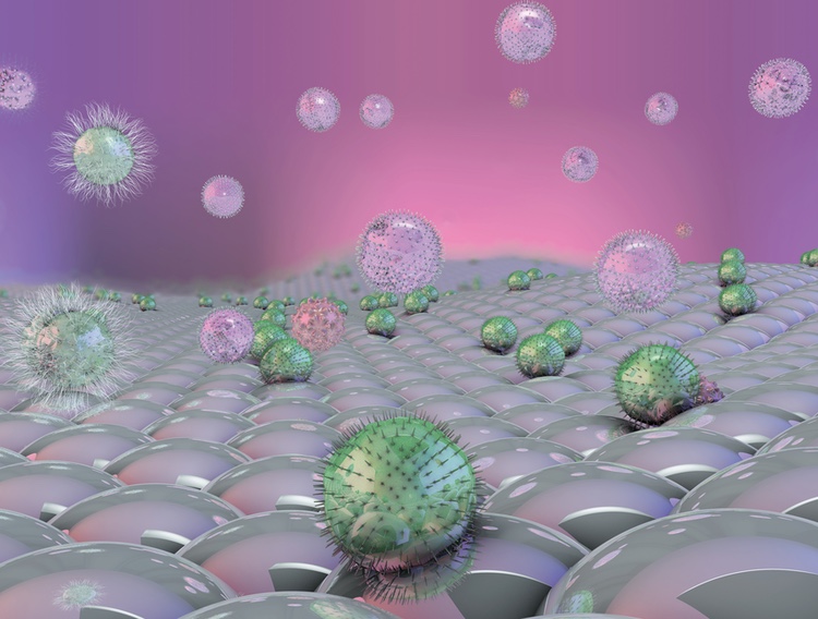 Researchers show how antibody stops Salmonella enterica biofilm formation