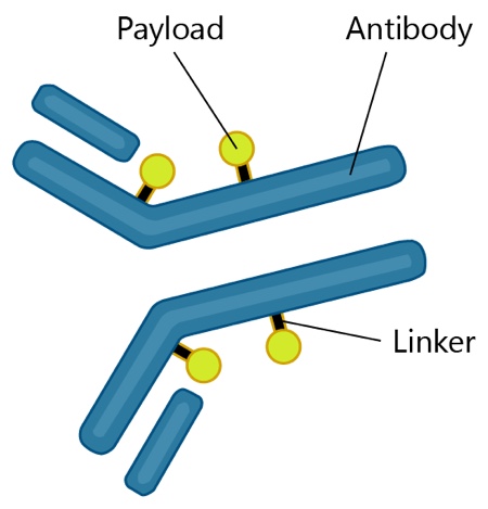 The evaluation and safe handling of ADCs and their toxic payloads: Part 1
